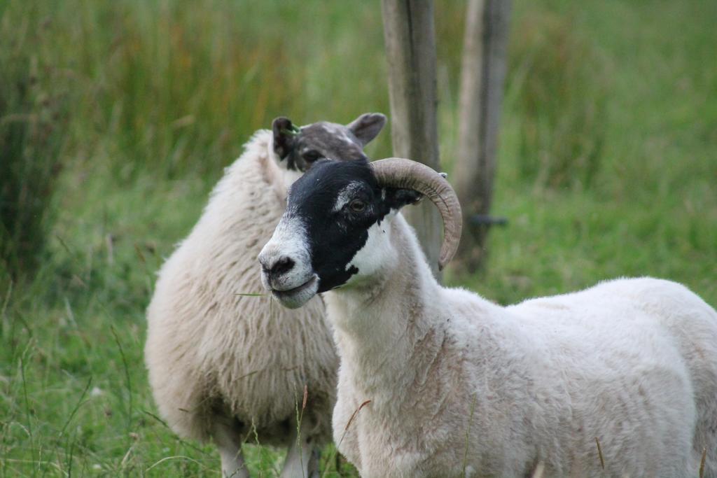Riversdale Farm B&B Ballinamore Zewnętrze zdjęcie