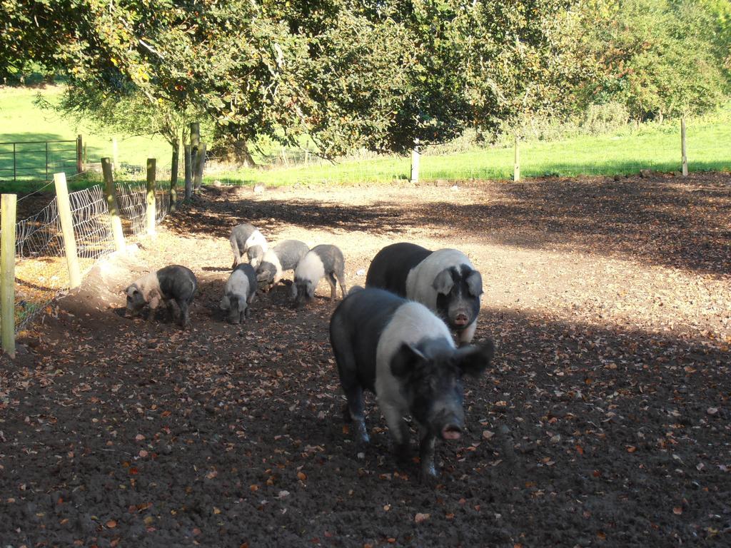 Riversdale Farm B&B Ballinamore Zewnętrze zdjęcie