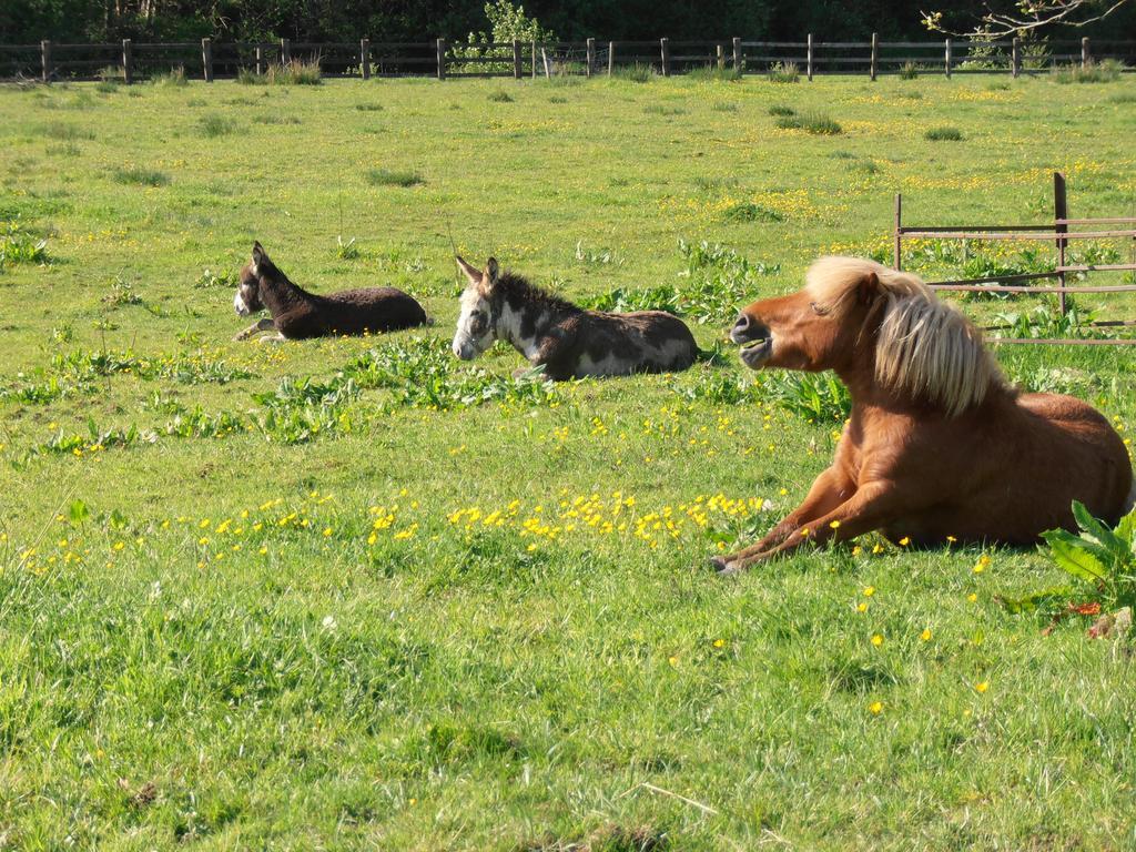 Riversdale Farm B&B Ballinamore Pokój zdjęcie
